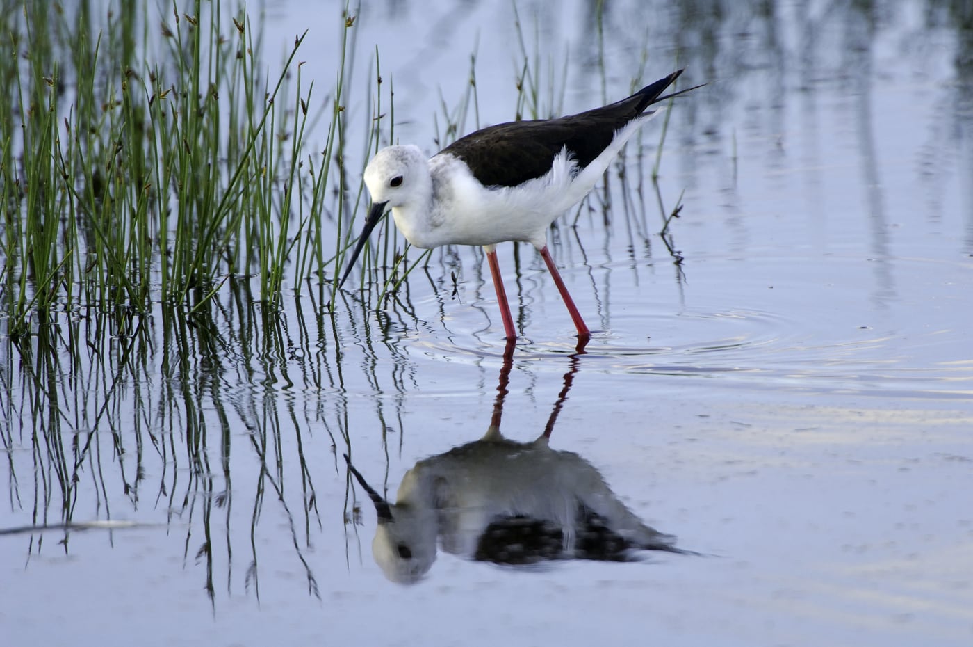 A wading bird