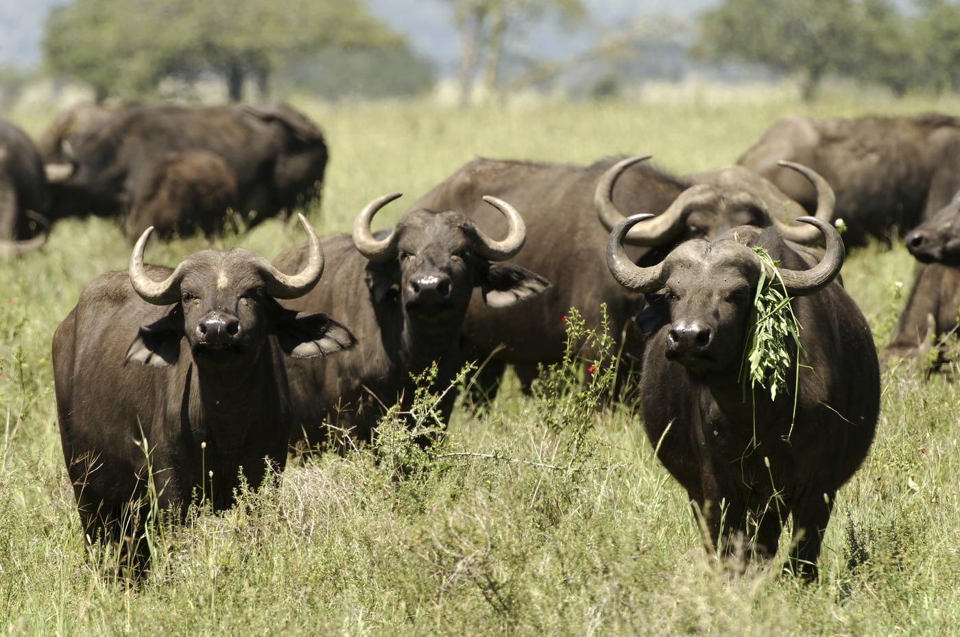 Buffalo herd