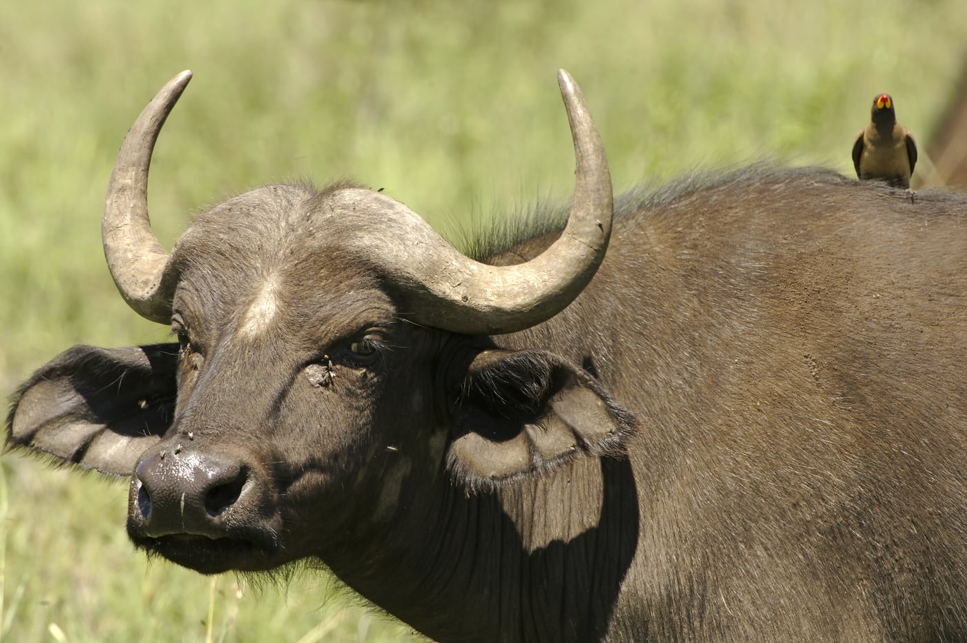 Buffalo portrait