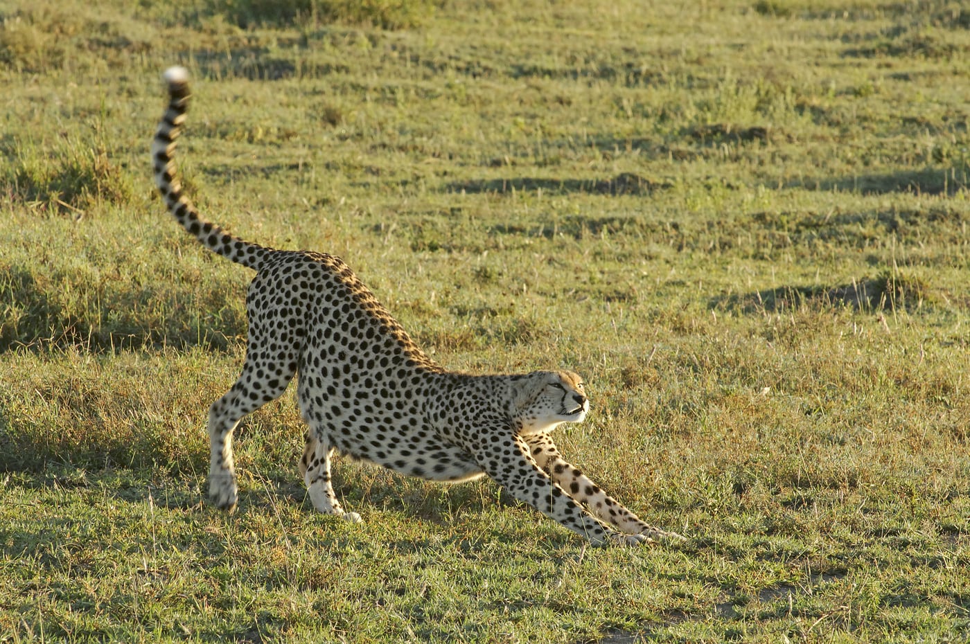 Cheetah stretching
