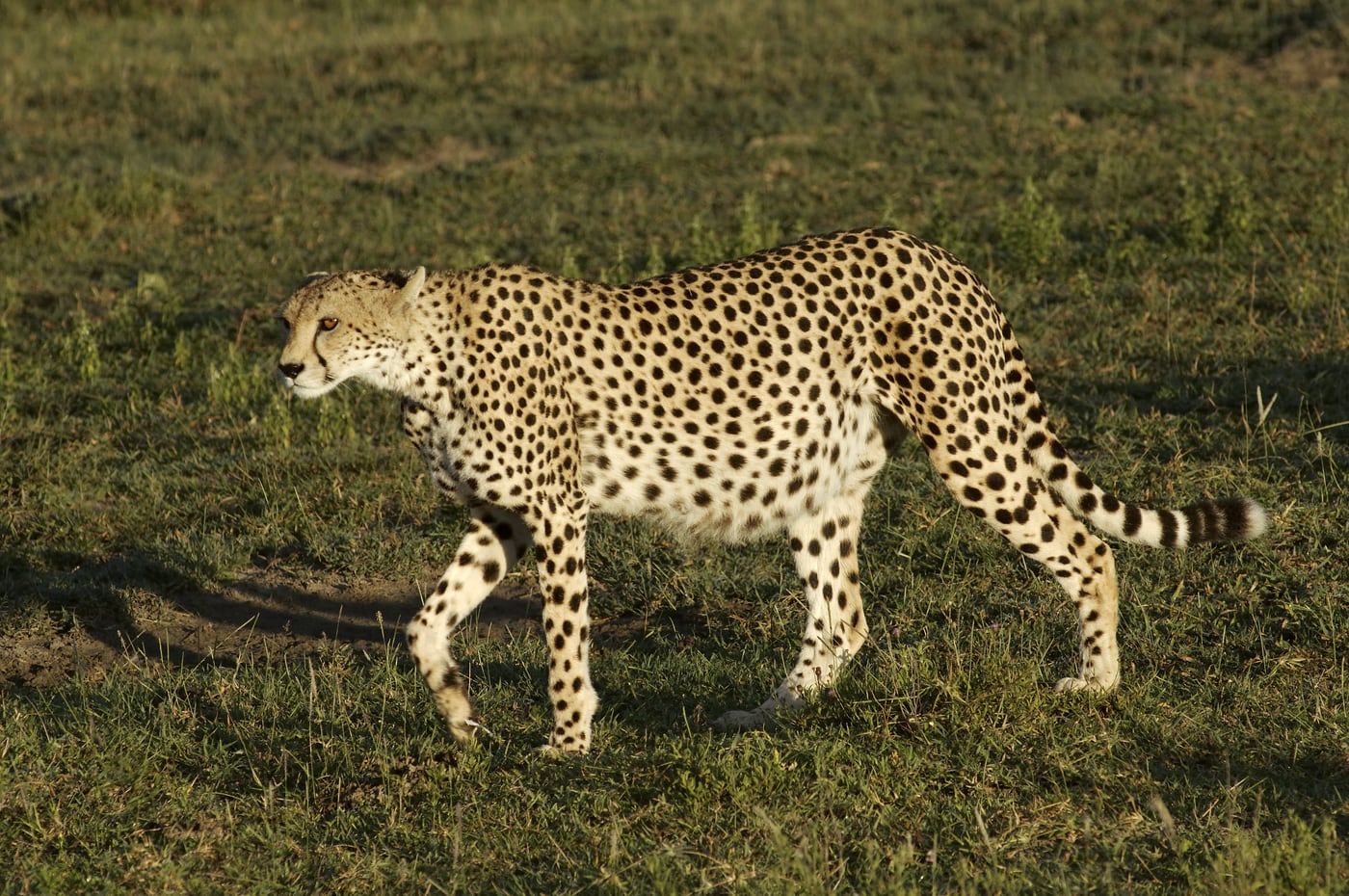 Cheetah on the move