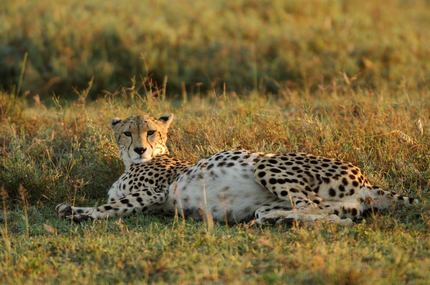 Cheetah at rest