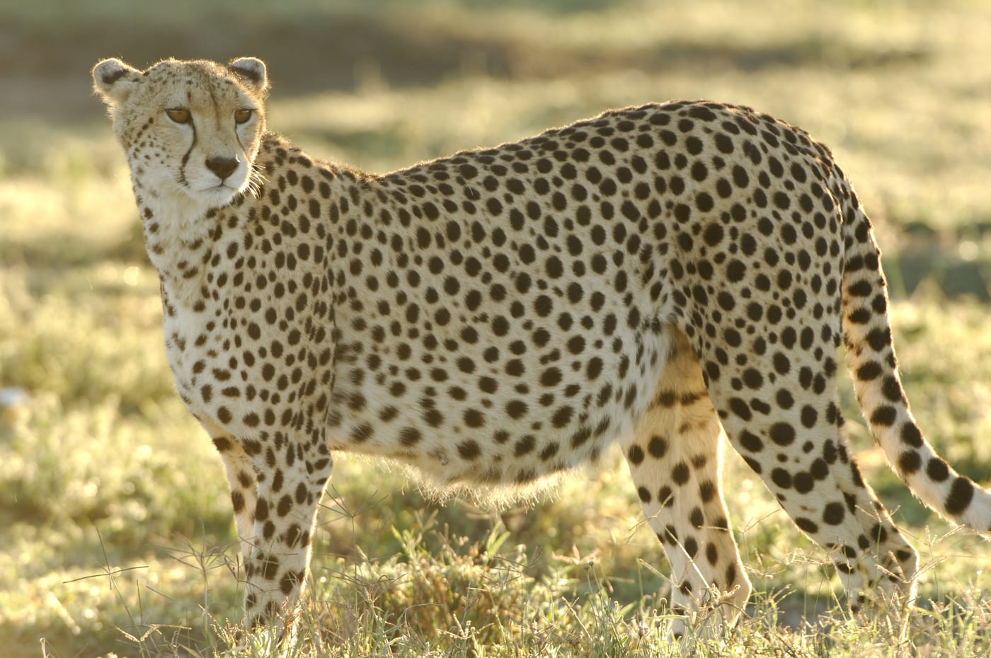 Cheetah in the grass
