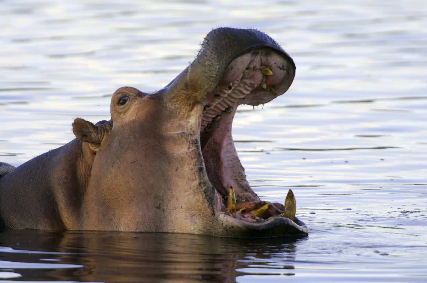 Hippo at the water