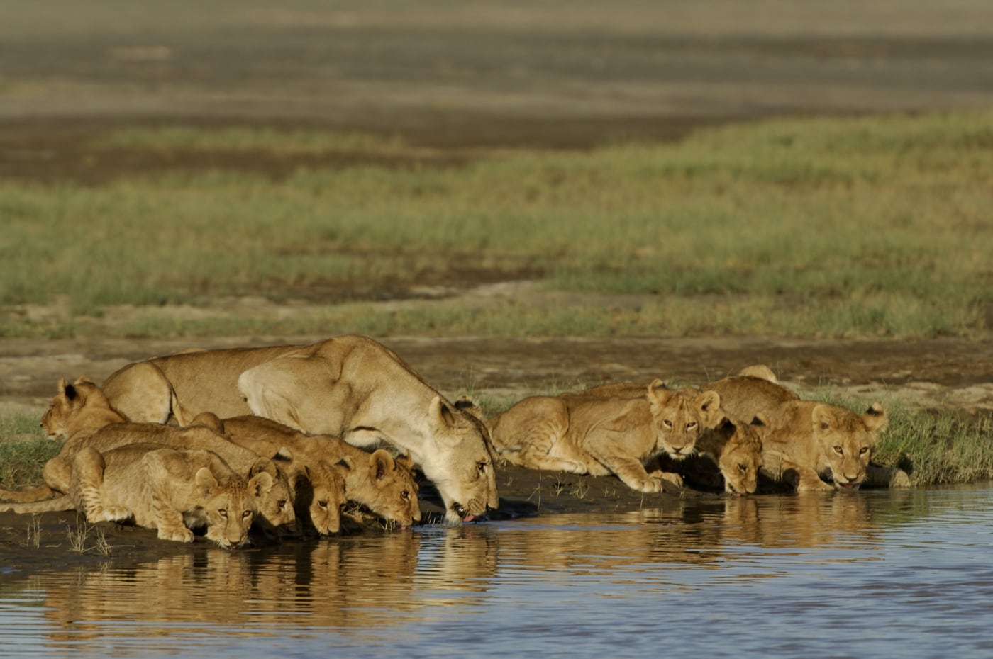Lions at the waterhole