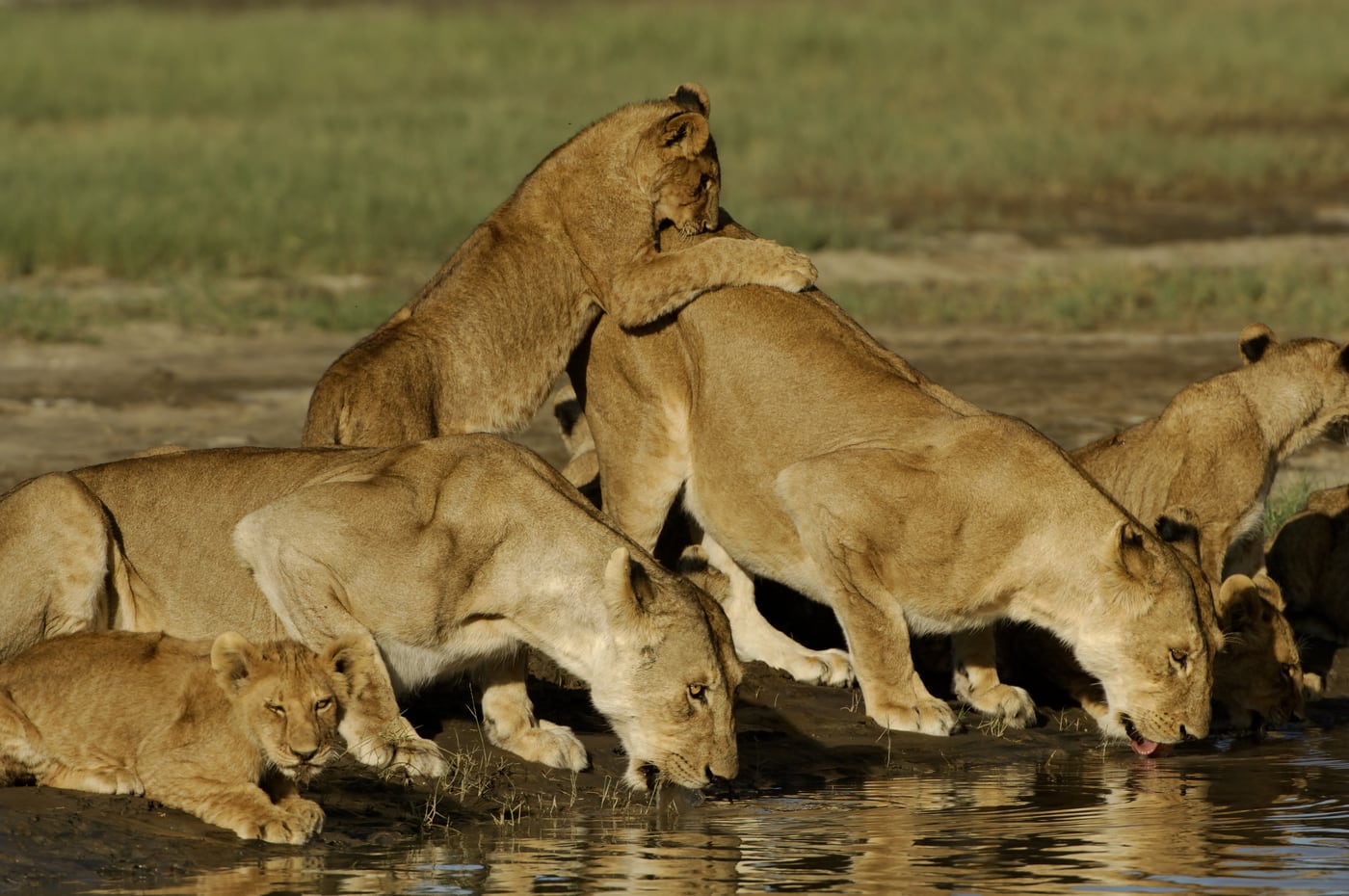 The lion pride