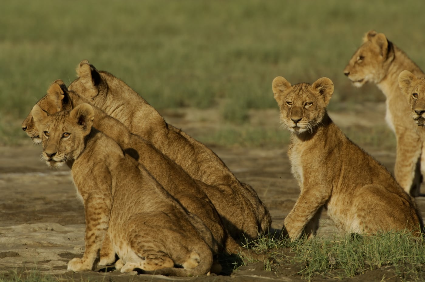 Lions in the grass
