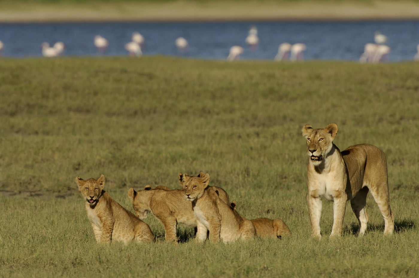 Lions by the lake