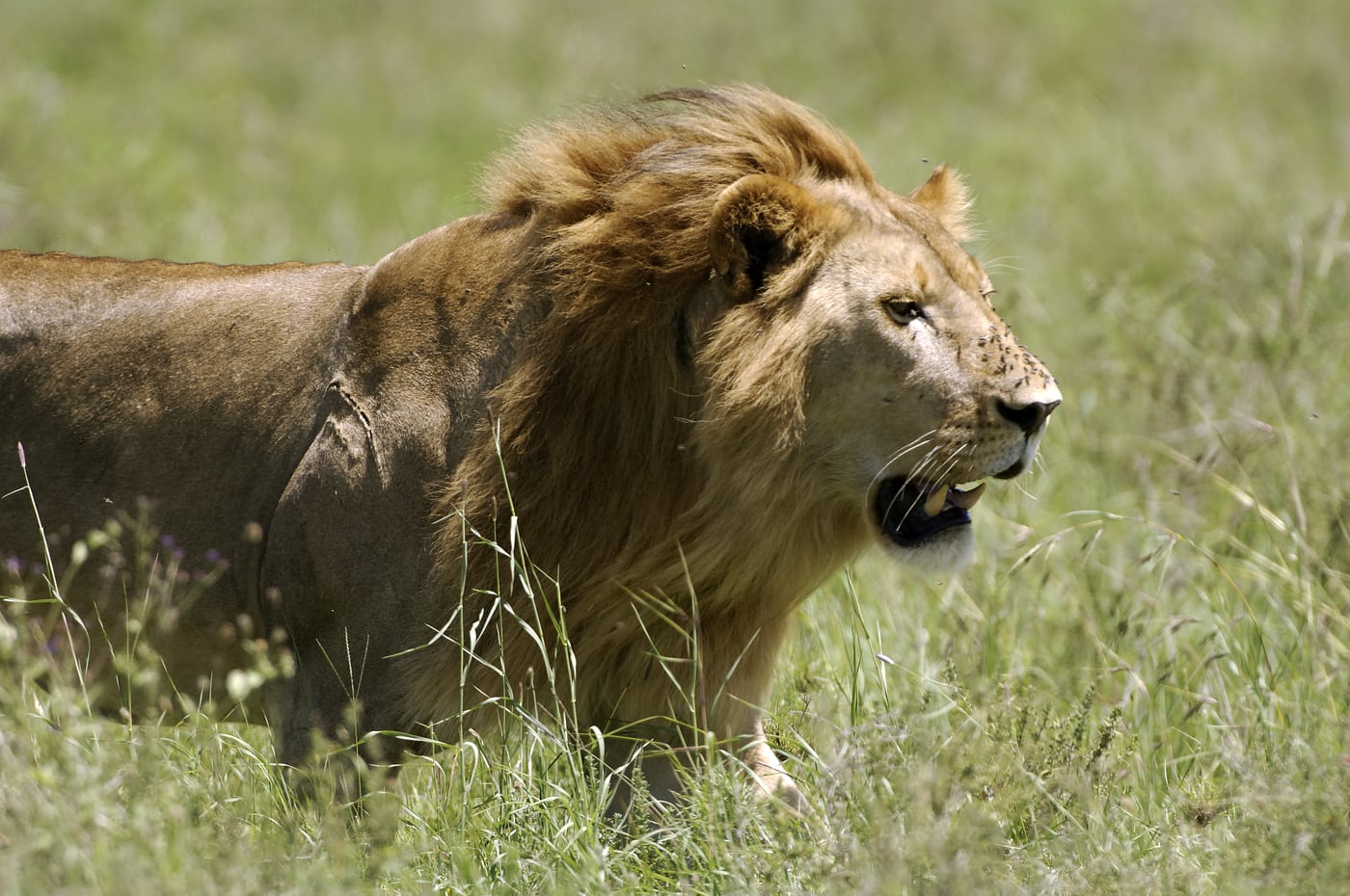 Lion in golden light