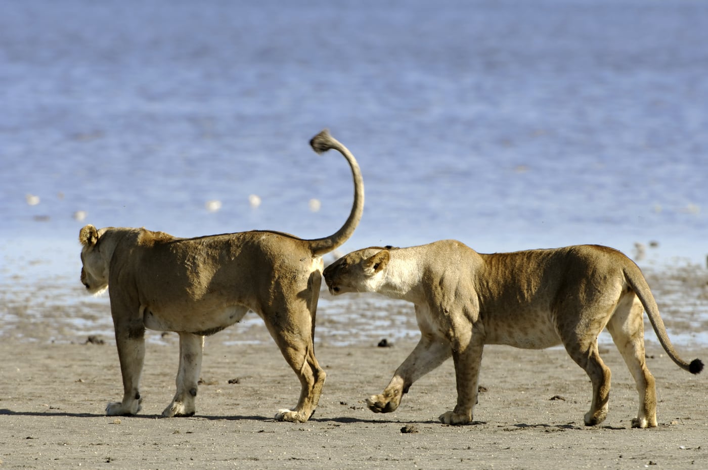 Lionesses by the water