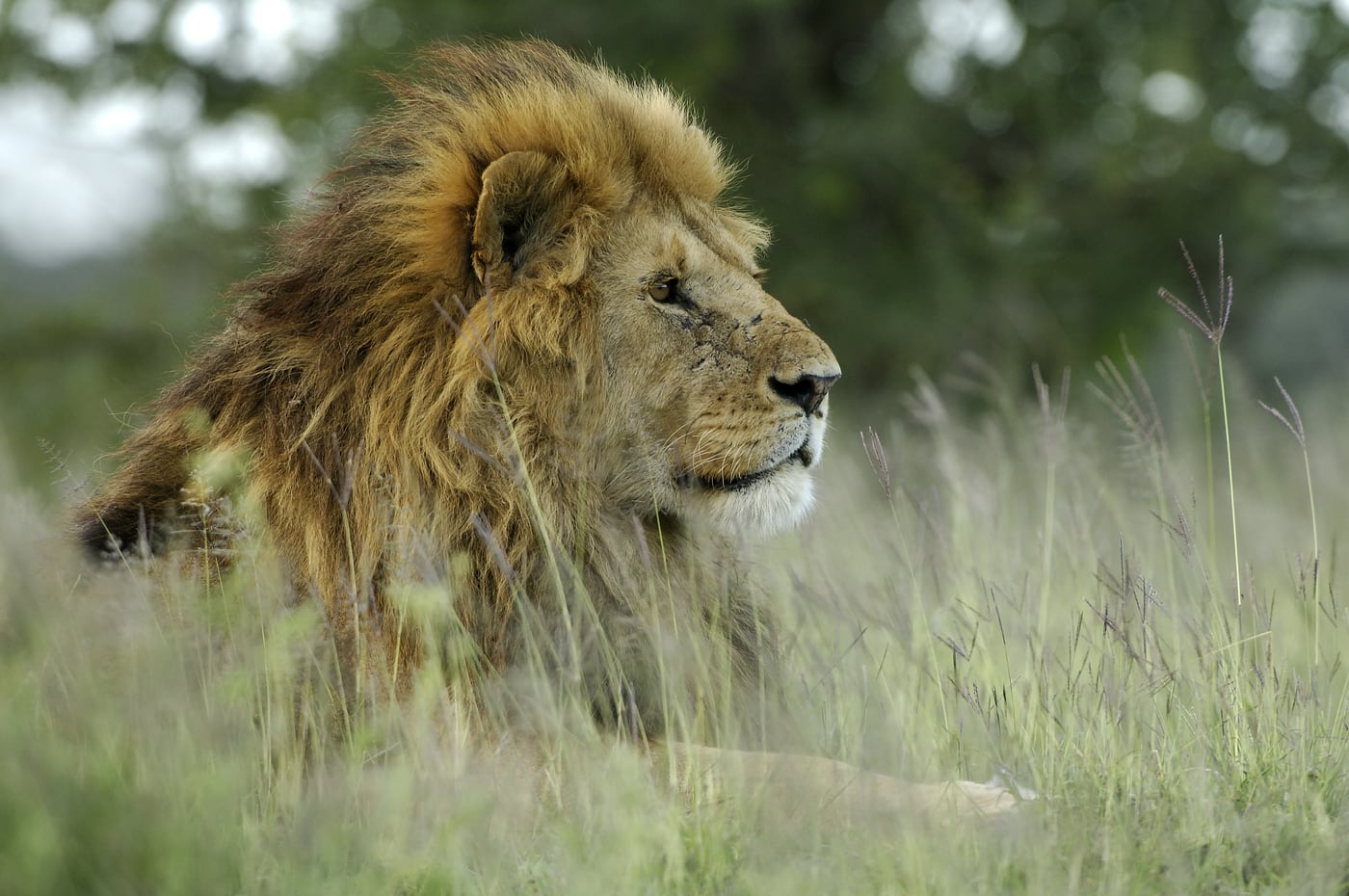 Portrait of a lion