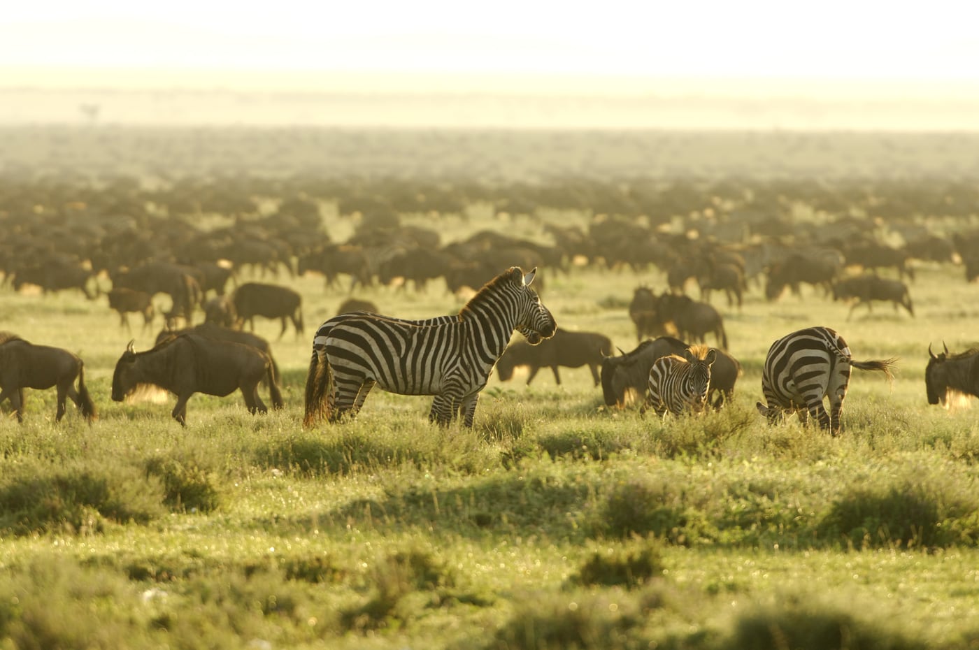 Zebras and wildebeest