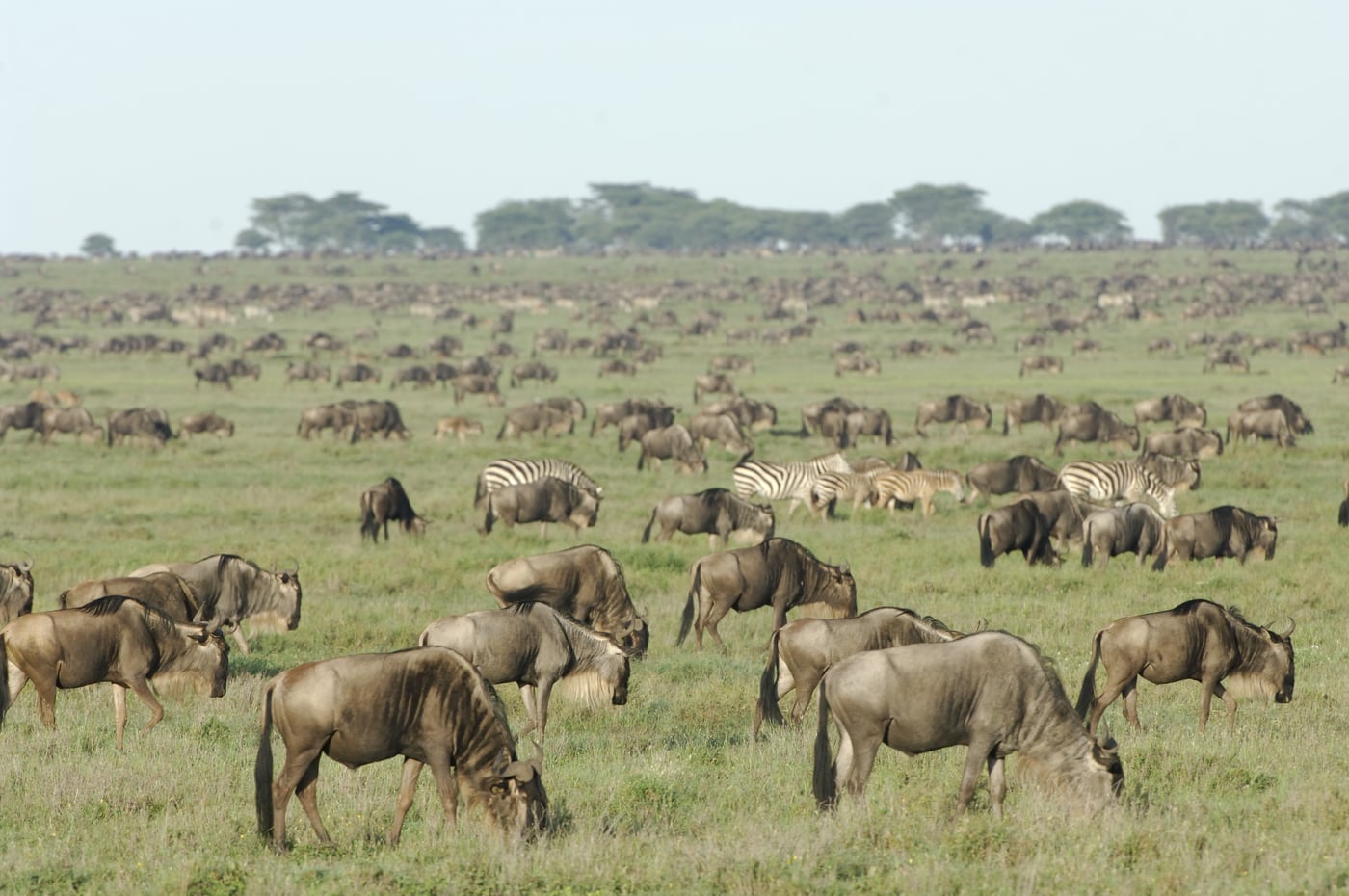Wildebeest herd