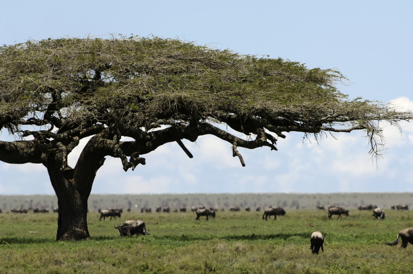 Life beneath the acacia