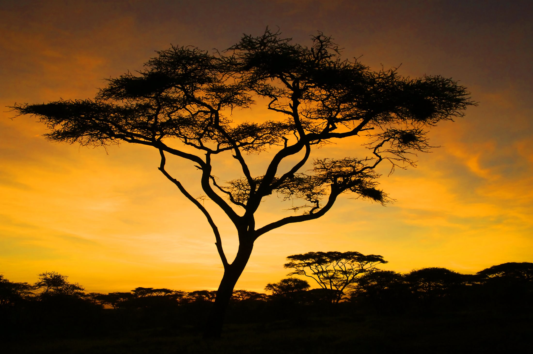 Savanna sunset