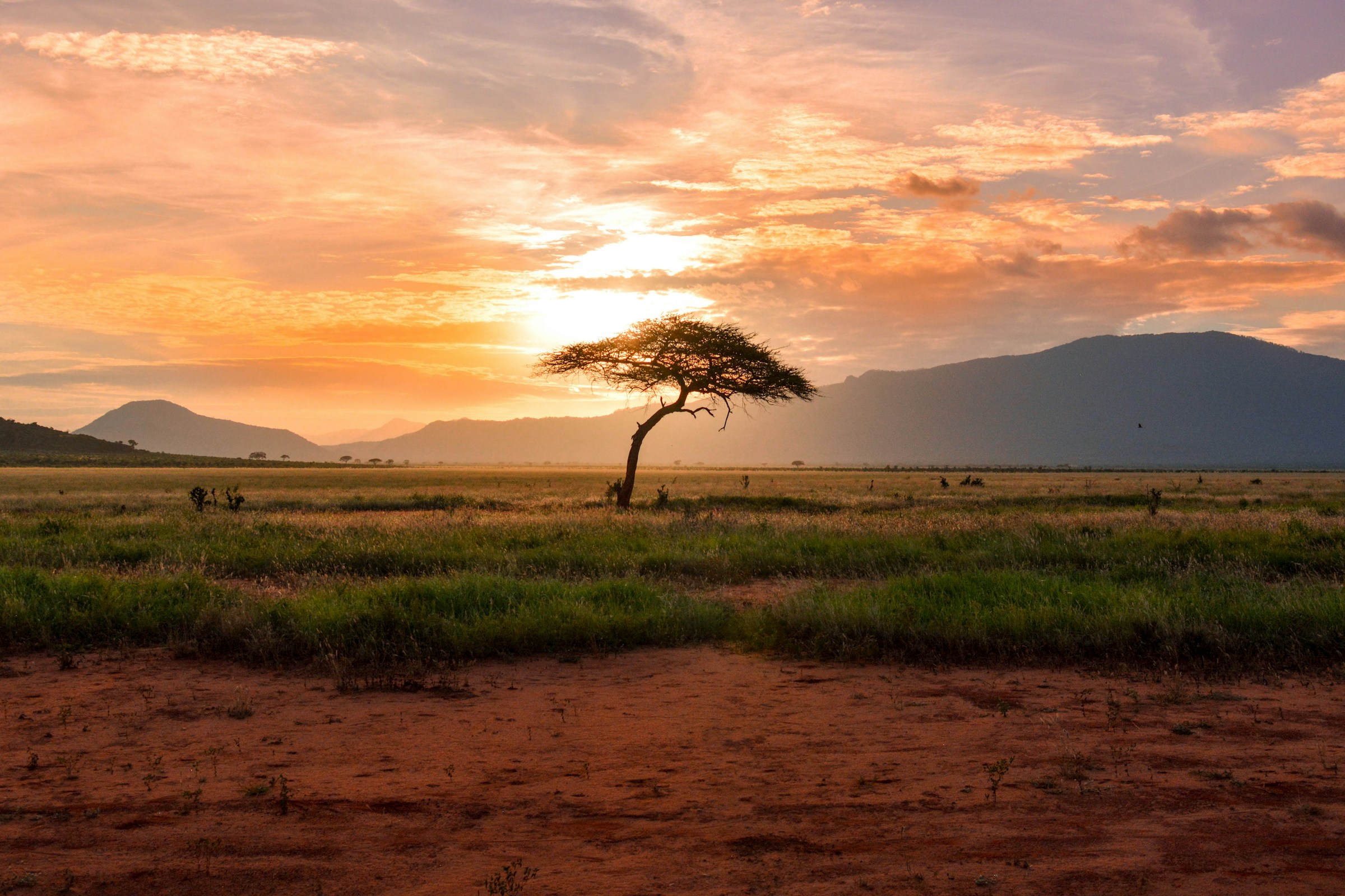 An acacia tree silhouetted against a golden East African savanna sunset